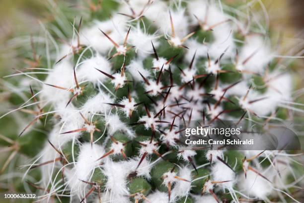 snow on cactus - carol schiraldi 個照片及圖片檔