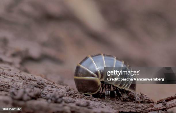 glomerida - potato bug fotografías e imágenes de stock