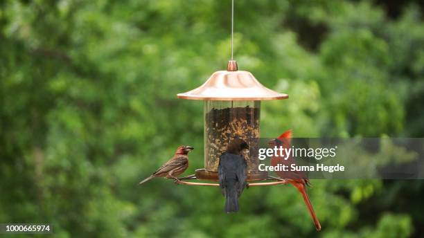 backyard birds - bird feeder stock pictures, royalty-free photos & images