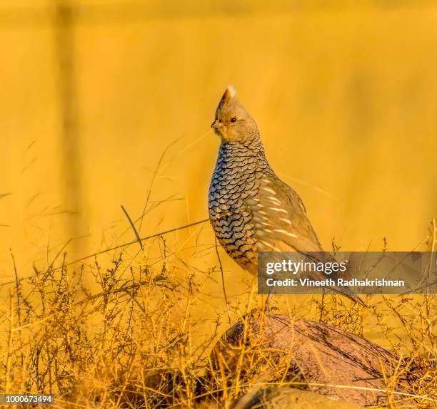 scaled quail in early morning light - callipepla squamata stock pictures, royalty-free photos & images