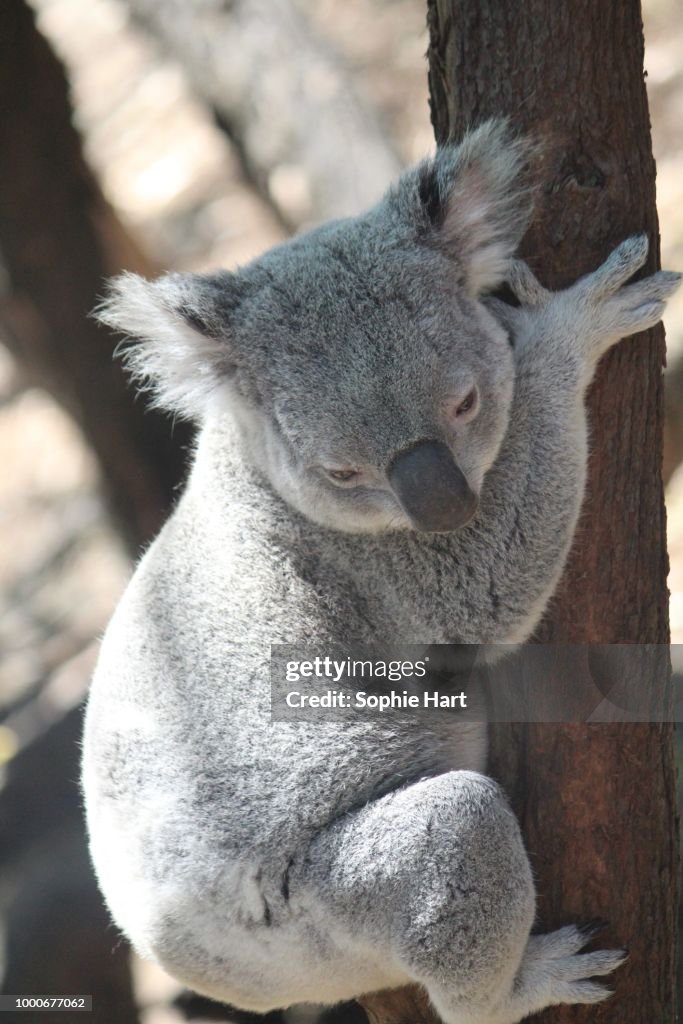 Cute Koala