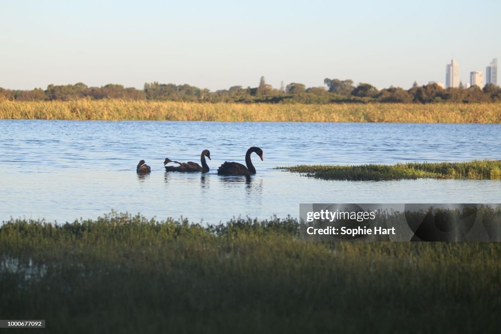 Perth Swans