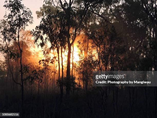 eucalyptus sunset - cairns road stock pictures, royalty-free photos & images