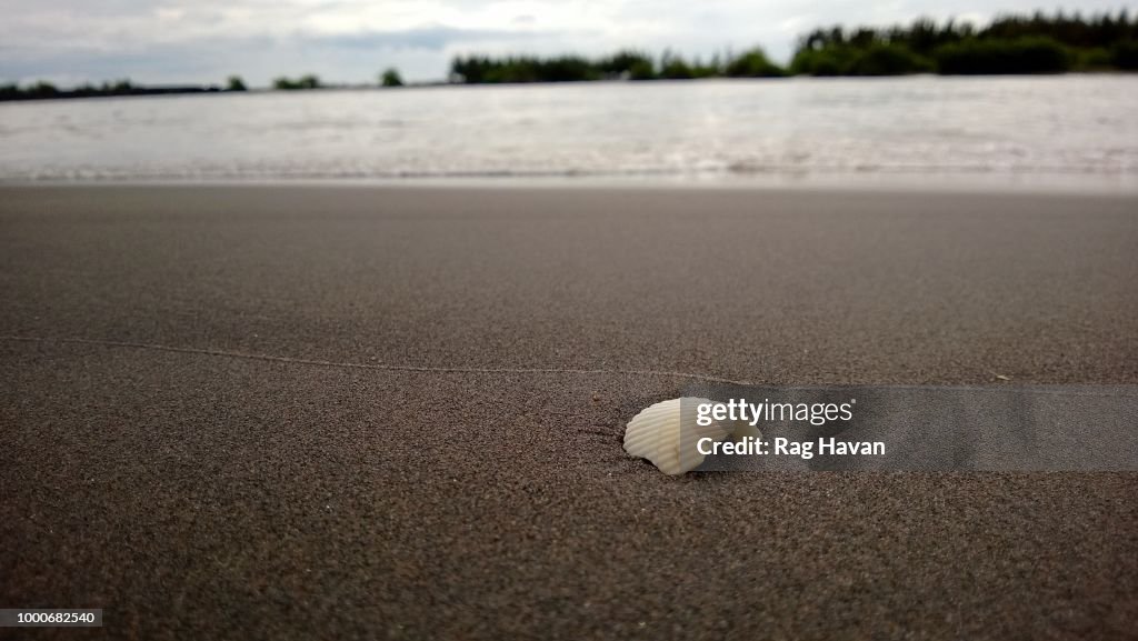 Lonely shell