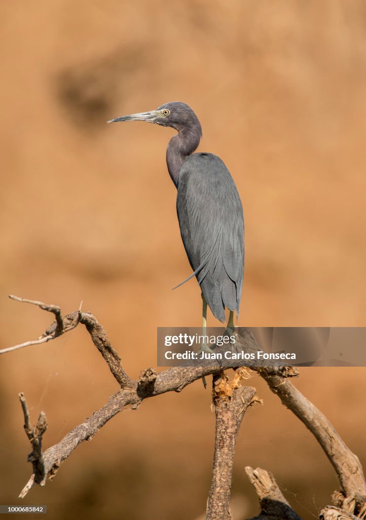 Little blue Heron