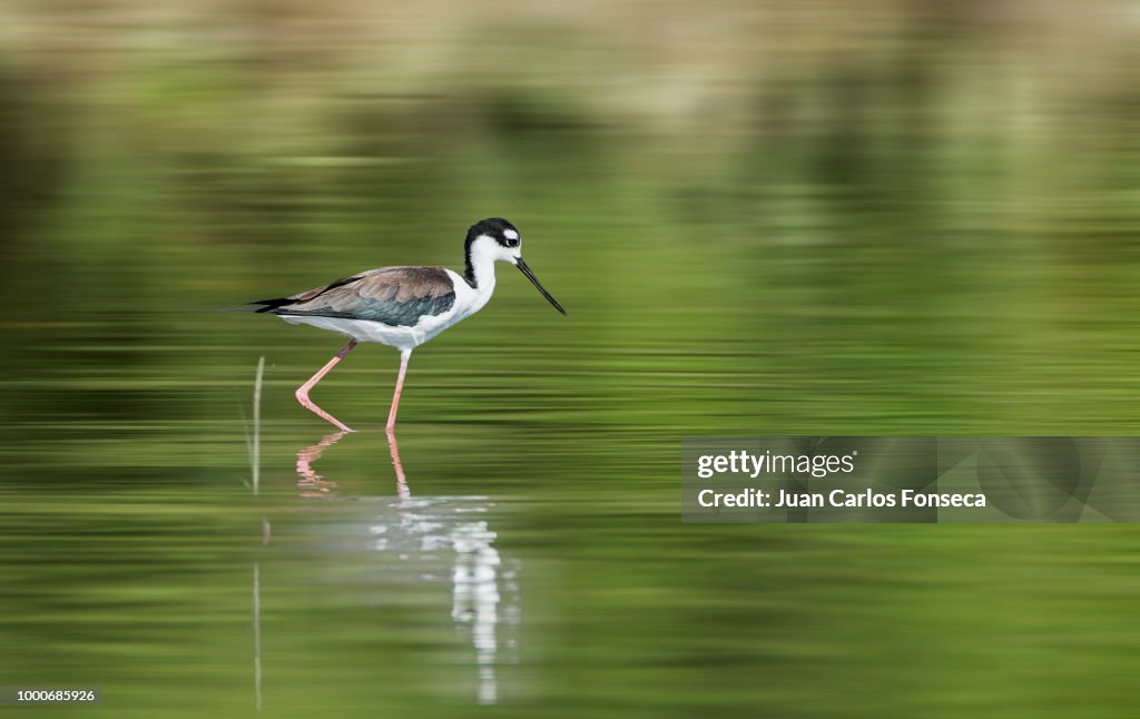 Black-Necked Stilt.