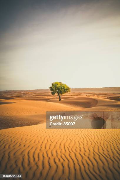 lonely tree in the wahiba sands desert of oman - desert oasis stock pictures, royalty-free photos & images