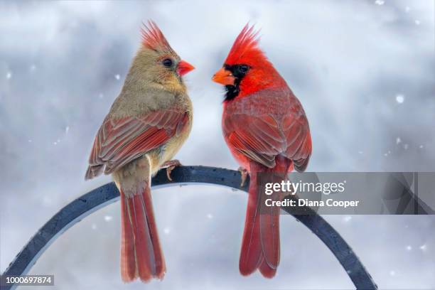 snowy chat - cardinal stockfoto's en -beelden