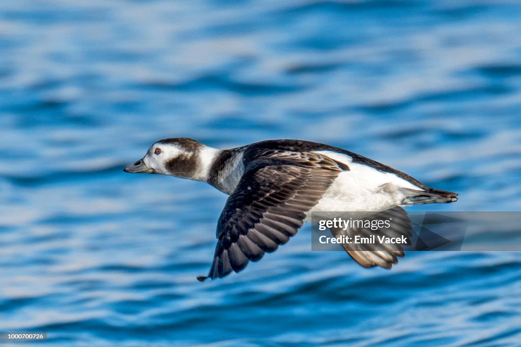 Long-Tailed Duck - female
