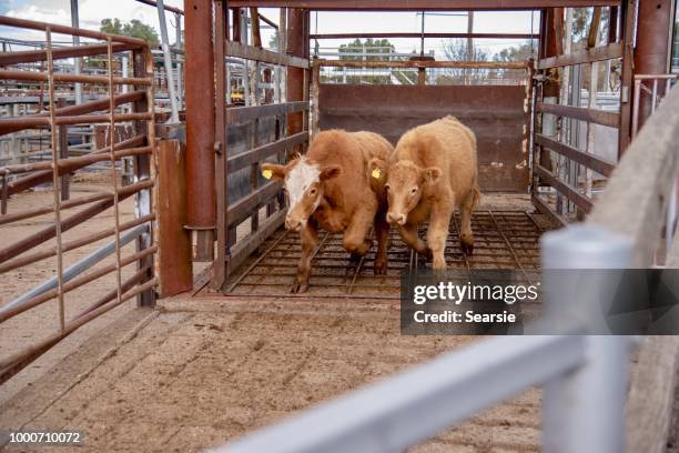 gewichtsschalen en gras gevoed rundvlees vee ossen intensivering van de schalen - weegschaal weeginstrument stockfoto's en -beelden