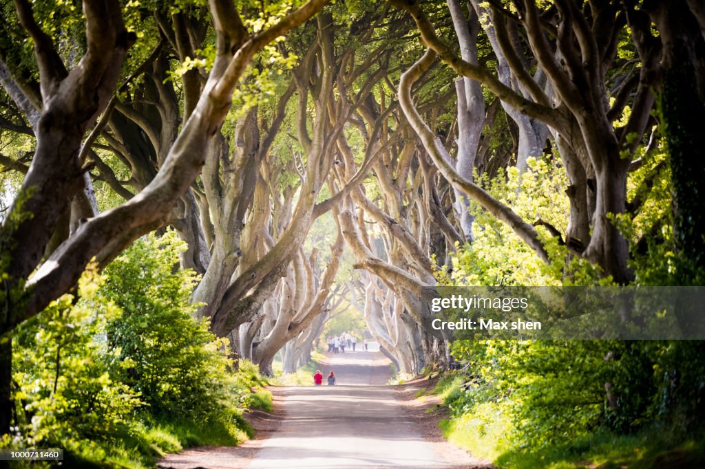 The Dark Hedges