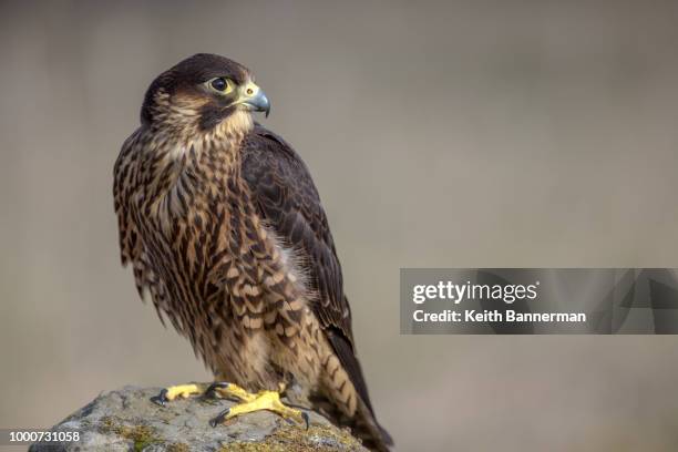Falcons In Uk Peregrine Falcon Uk Photos and Premium High Res Pictures - Getty Images