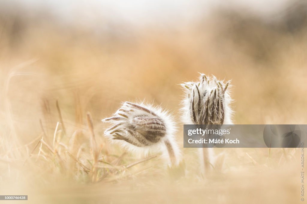 Pulsatilla pratensis