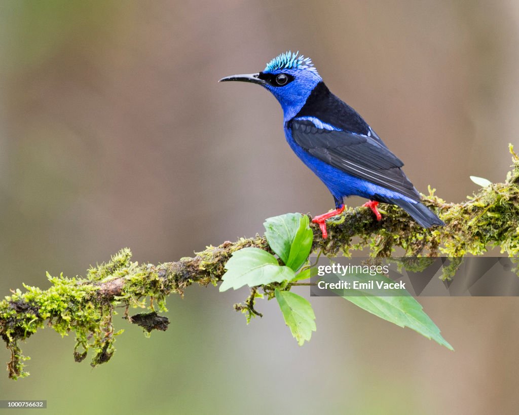 Red-legged Honeycreeper