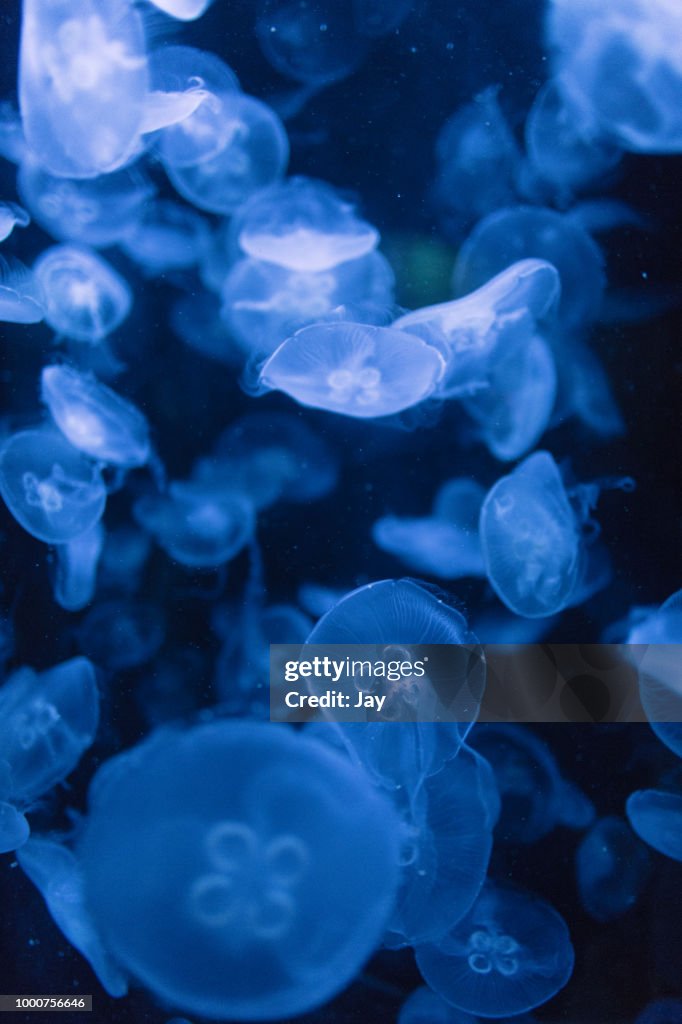 Jellyfish