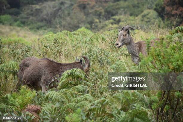 nilgiri tahr - nilgiri tahr stock pictures, royalty-free photos & images