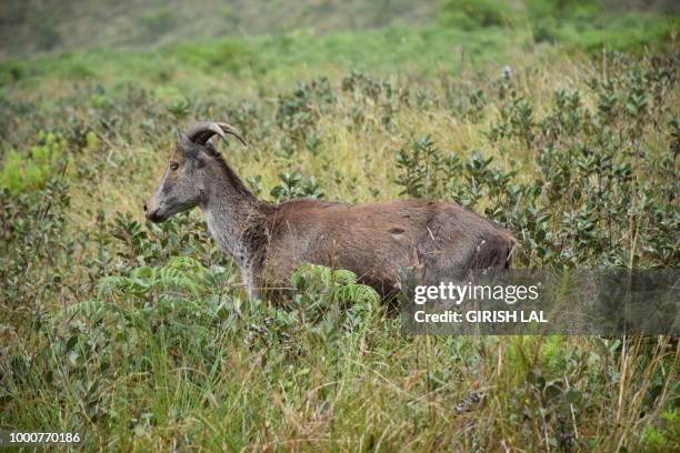 nilgiri tahr - nilgiri tahr stock pictures, royalty-free photos & images