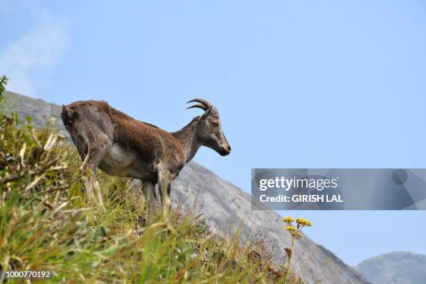 nilgiri tahr - nilgiri tahr stock pictures, royalty-free photos & images