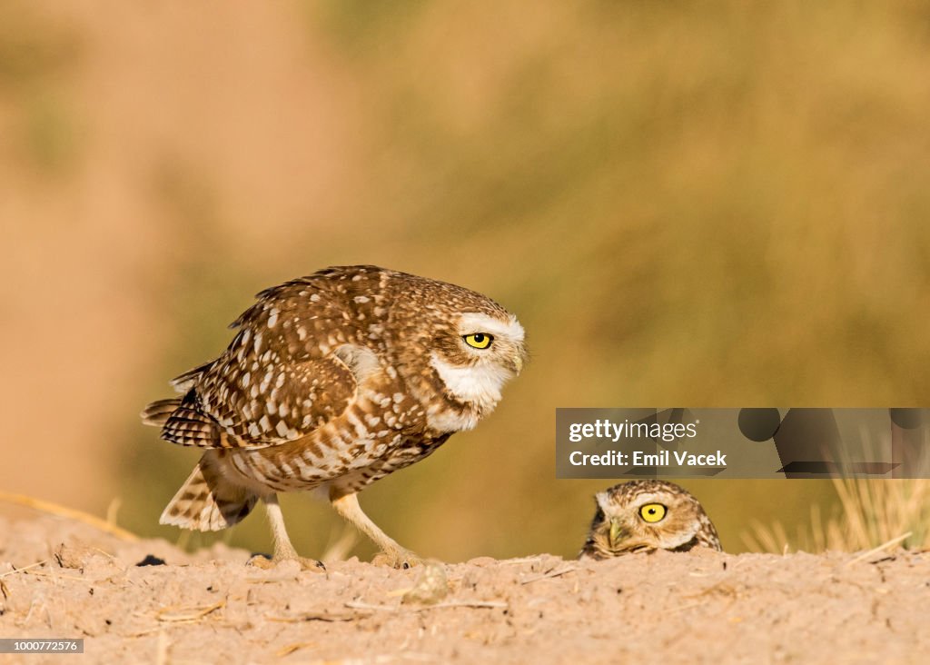 California Burrowing Owl