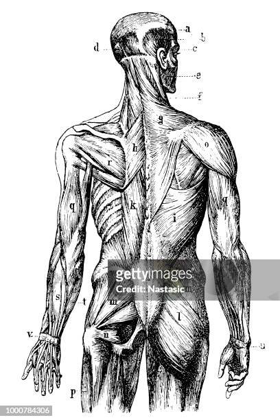 human back muscles - human body part stock illustrations