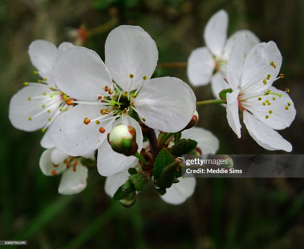 White Tree Flowers