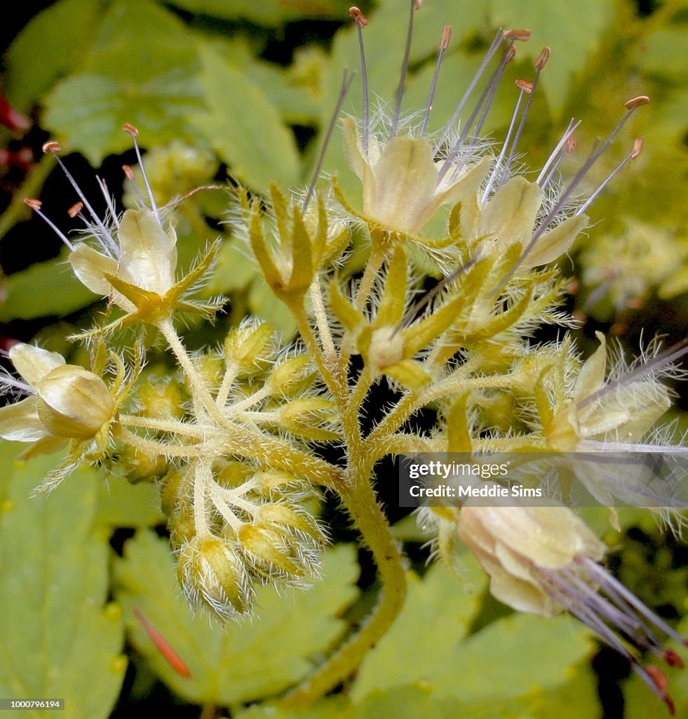 Tiny Flowers