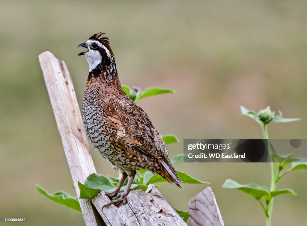 Quail sayin it loud nwm