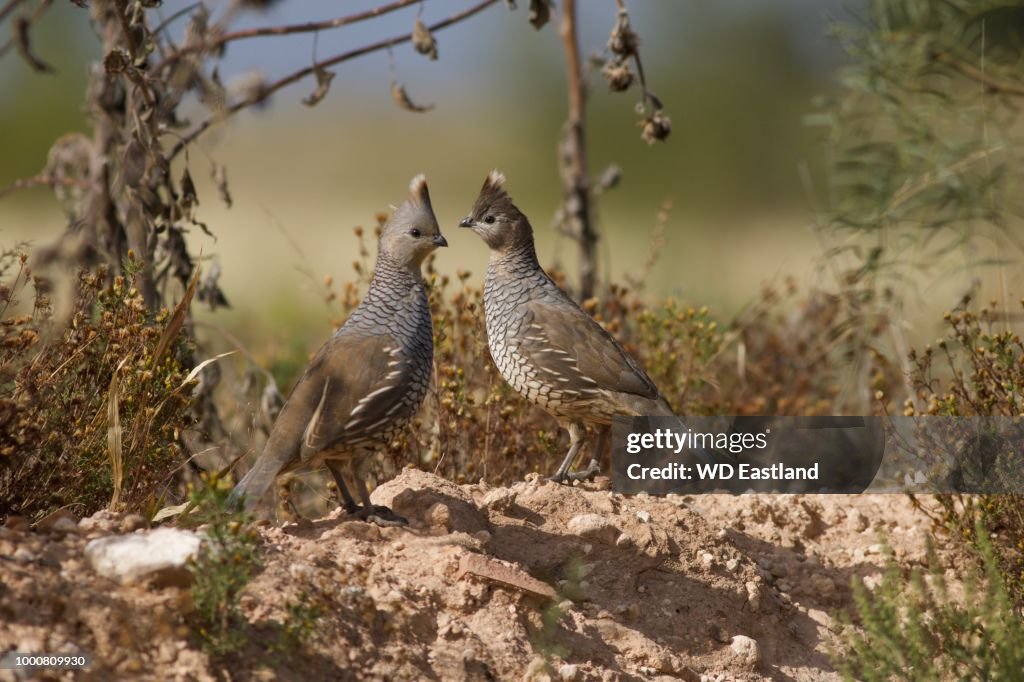 Blue Quail