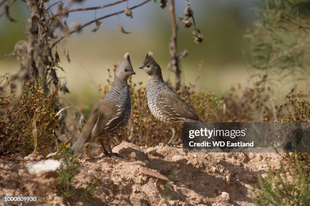 blue quail - callipepla squamata stock pictures, royalty-free photos & images
