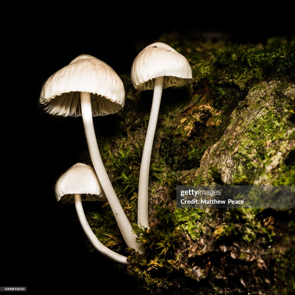 Toque Mycena - Rosy Gill Fairy Helmets