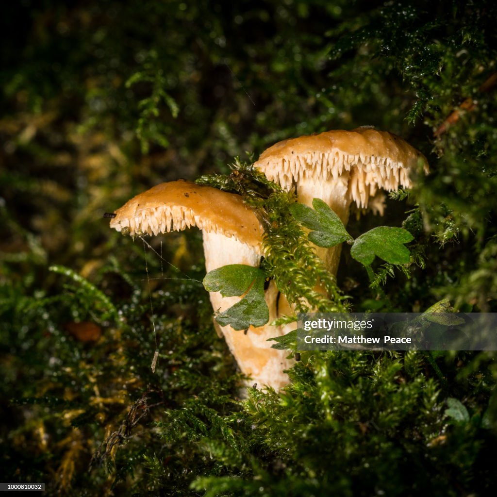 Hydnum rufescens - Terracotta Hedgehogs