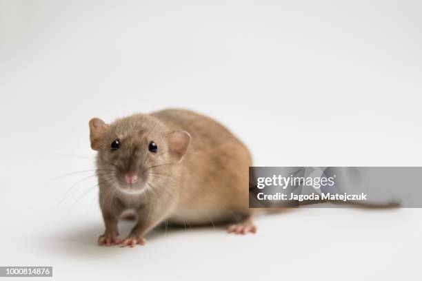 Rat Rata Da 11.163 Rata Stock Photos, High-Res Pictures, and Images - Getty Images