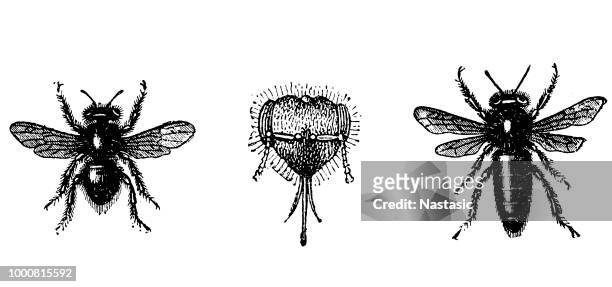 bees - worker bee stock illustrations