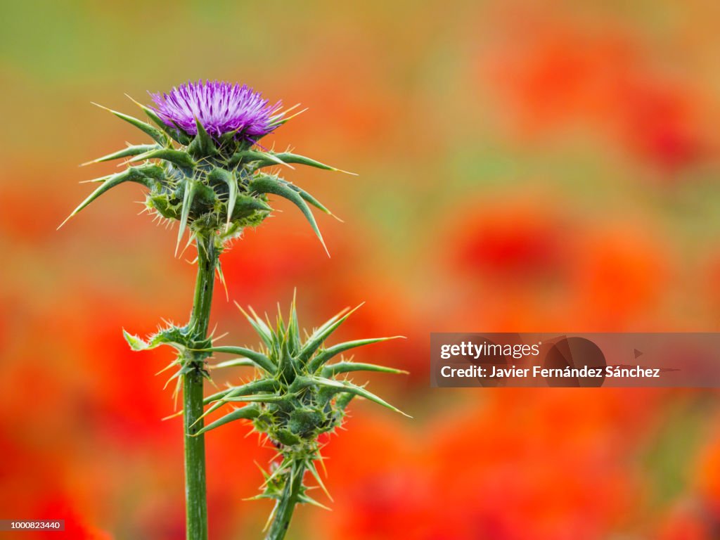 The purple and thorny flower of the milk thistle on the red color of the poppies in the background. Silybum marianum.