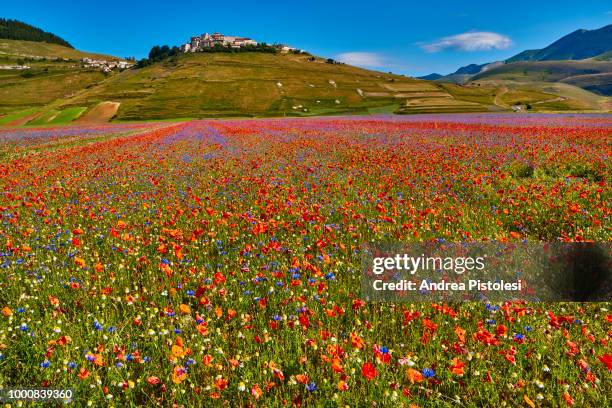 spring flowerbed in castelluccio di norcia, umbria, italy - カステッルッチョ ストックフォトと画像