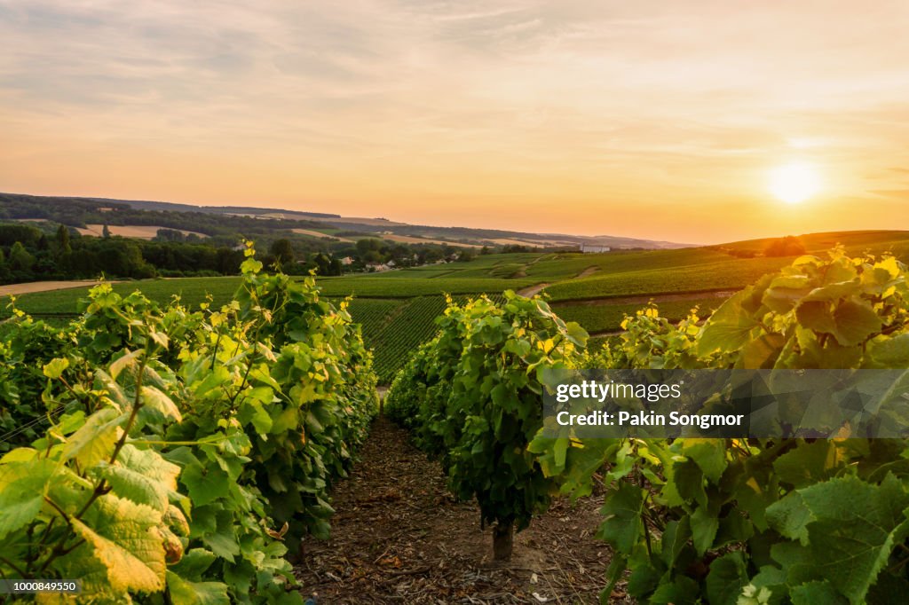 Row vine green grape in champagne vineyards at montagne de reims