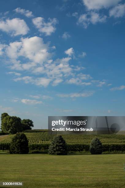 corn field in vertical - illinois landscape stock pictures, royalty-free photos & images