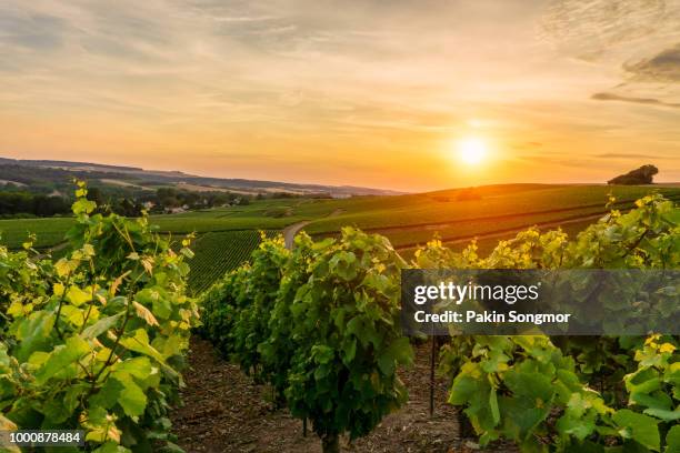 row vine green grape in champagne vineyards at montagne de reims - gironde photos et images de collection