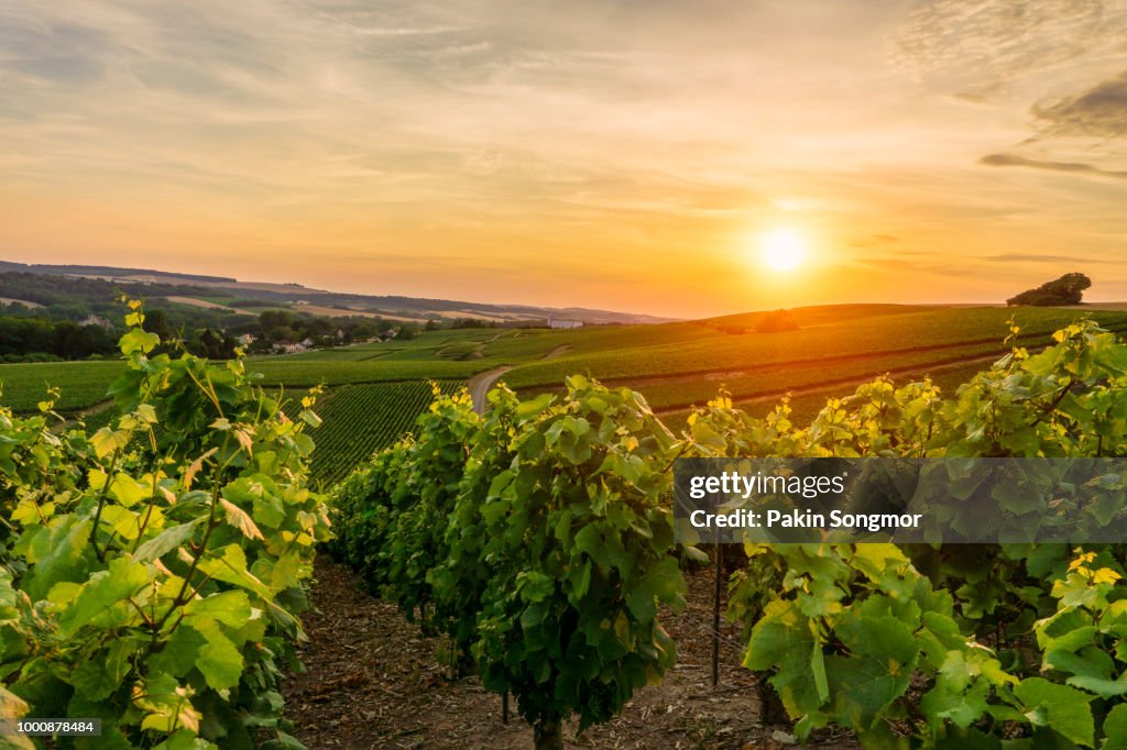 Row vine green grape in champagne vineyards at montagne de reims