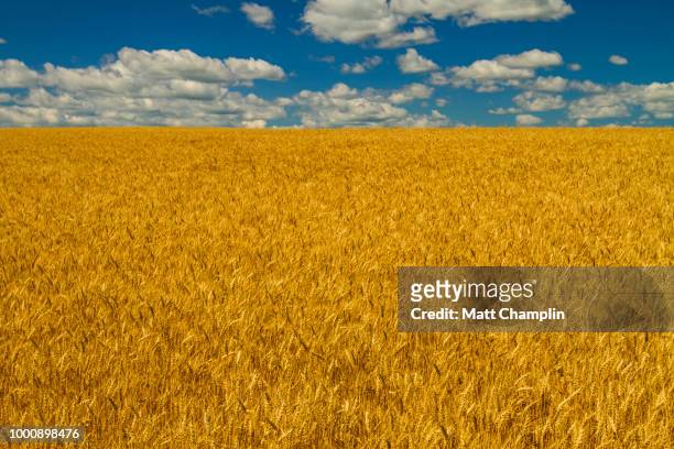 amber waves of grain - summer wheatfield and blue skies - amber waves of grain stock pictures, royalty-free photos & images