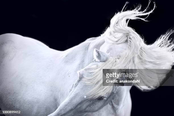 emotional art portrait of white percheron draft horse at black background - black horse ストックフォトと画像