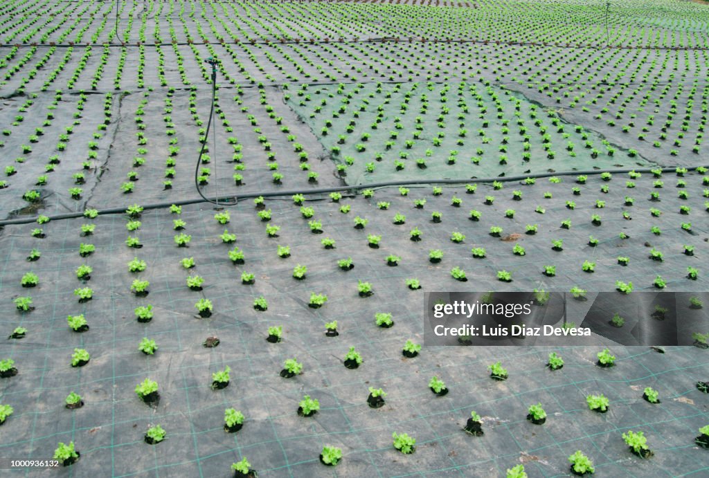 Planting lettuce outdoors