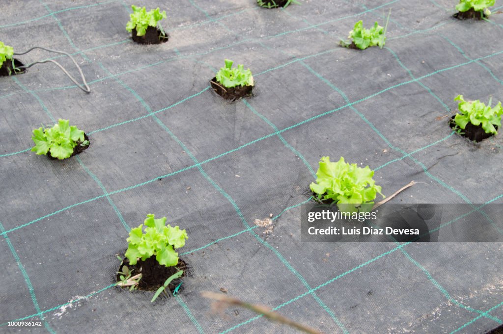 Planting lettuce outdoors