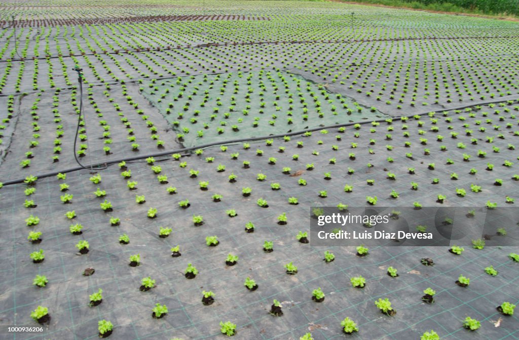Planting lettuce outdoors