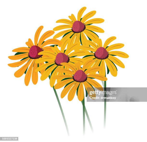 black-eyed susan - black eyed susan stock illustrations