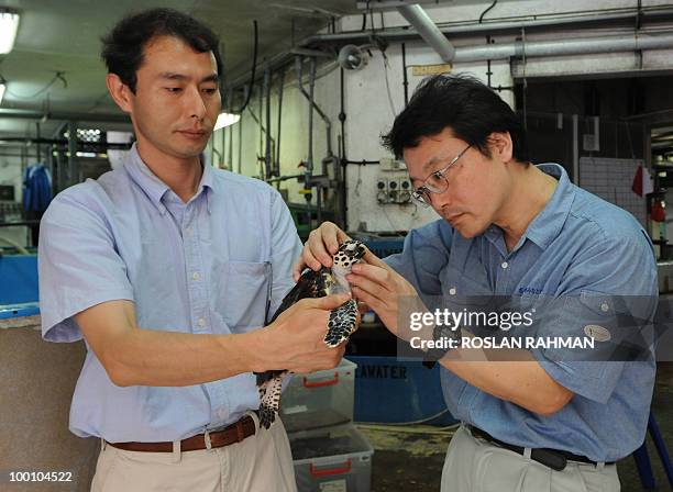 Port of Nagoya Public Aquarium of Japan marine scientists, Tomomi Saito and Yoshihiko Kanou check on one of the baby Hawksbill Turtle a day after its...