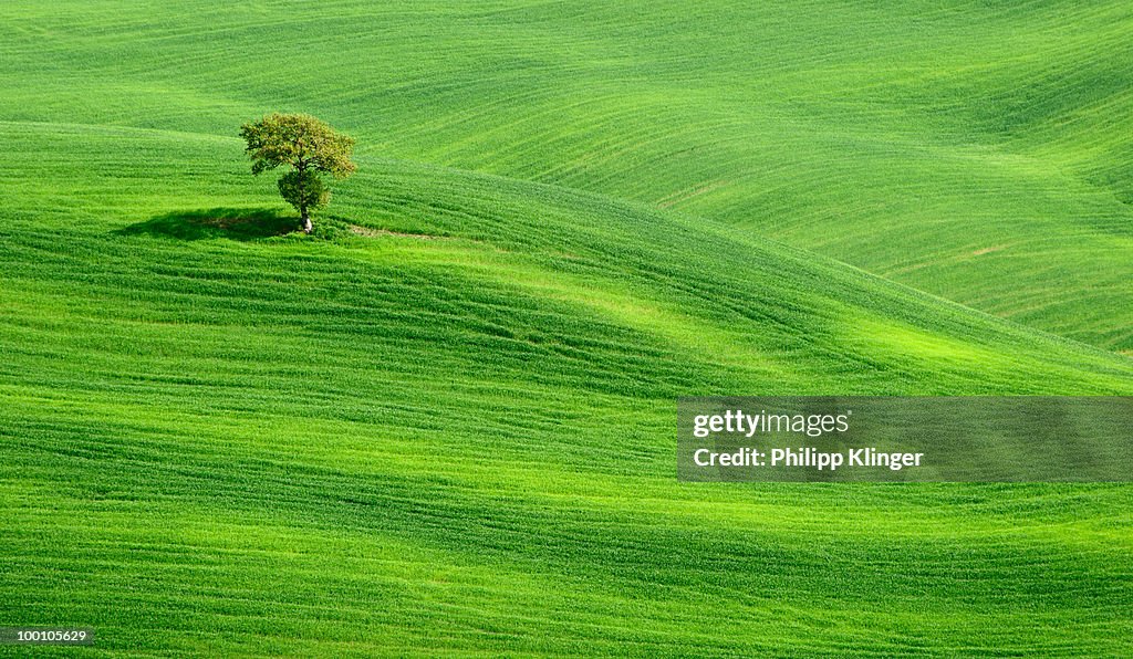 Lonely Tree on green hills in Tuscany