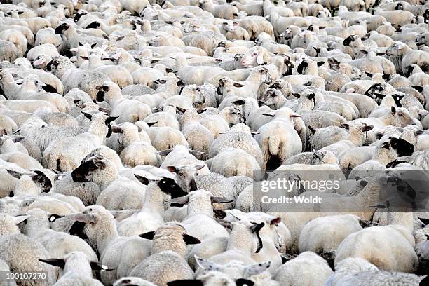 flock of sheep standing - flock stock-fotos und bilder
