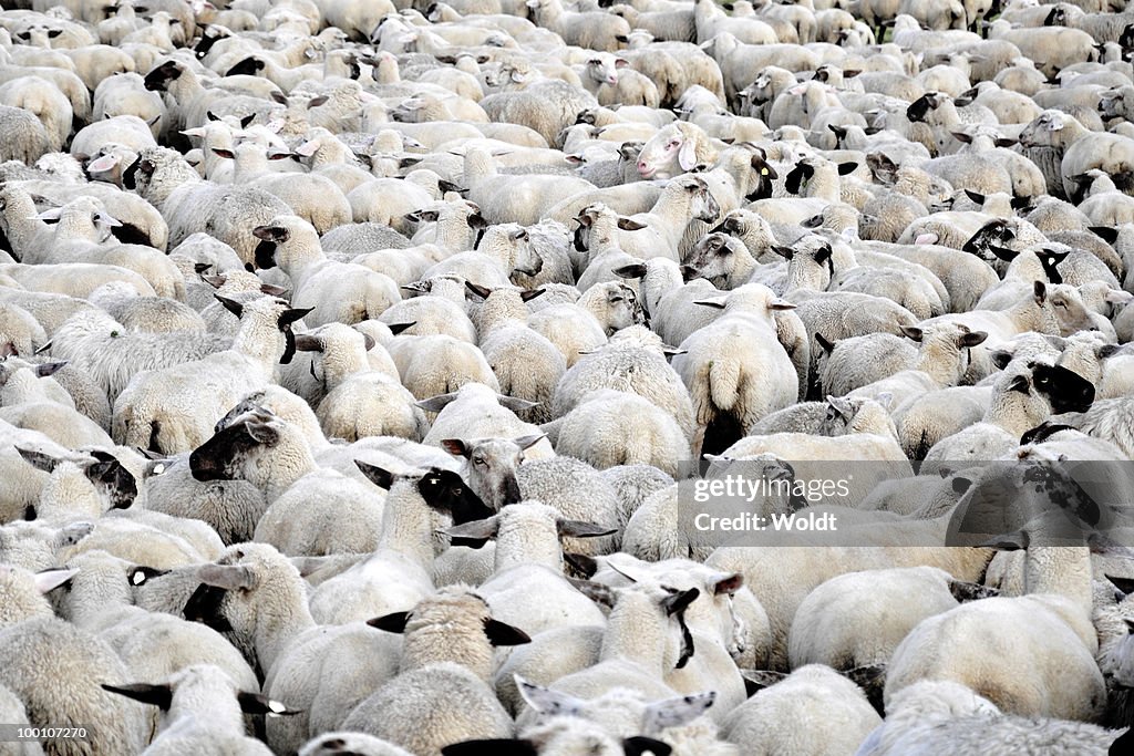 Flock of sheep standing