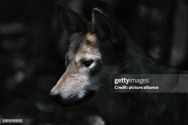 July 2018, Mexico City, Mexico: Some of the endangered wolf subspecies Canis lupus baileyi can be spotted at the zoo "Los Coyotes". The 17th of April...